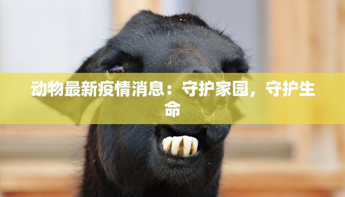 动物最新疫情消息：守护家园，守护生命