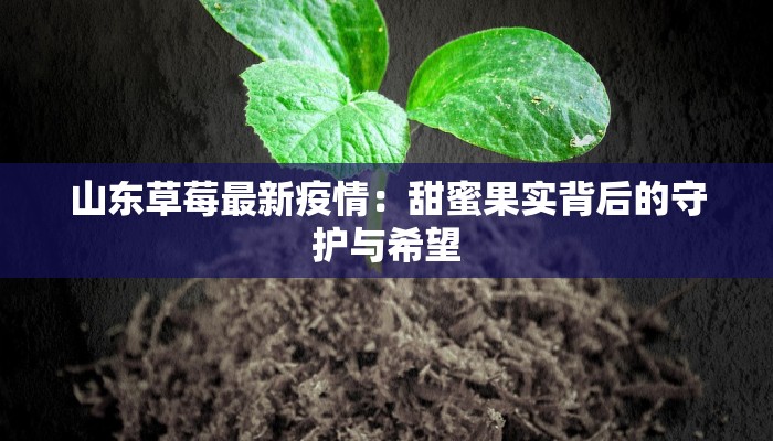山东草莓最新疫情：甜蜜果实背后的守护与希望